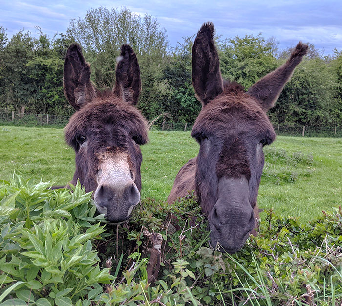 I Had The Pleasure Of Making Two New Long-Eared Friends On My Walk