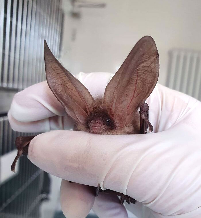 Long-Eared Bat
