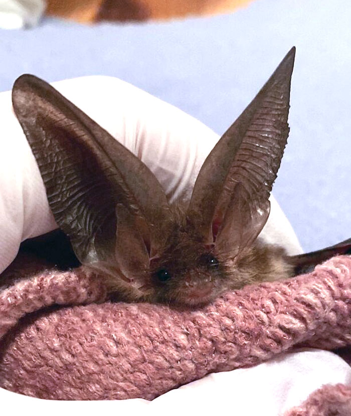 Yesterday Evening I Was Blessed With My First Ever Brown Long-Eared Rescue Bat