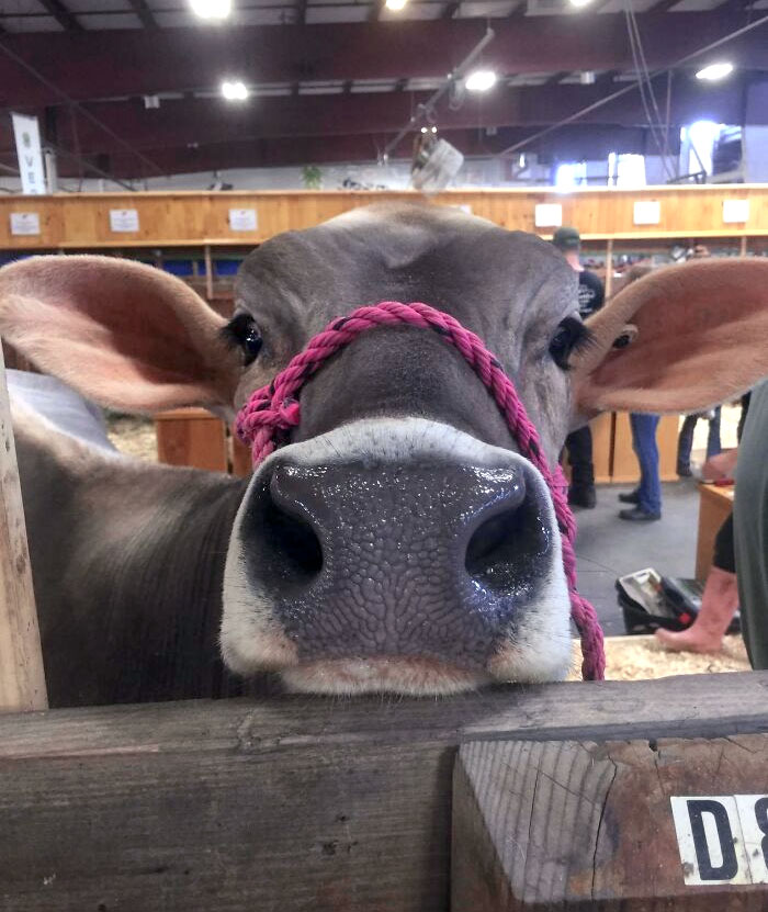 La vaca Nosey se llevó sin duda la palma en la feria del condado. No a todo el mundo le gustan las vacas, pero ella era una belleza con las orejas más suaves