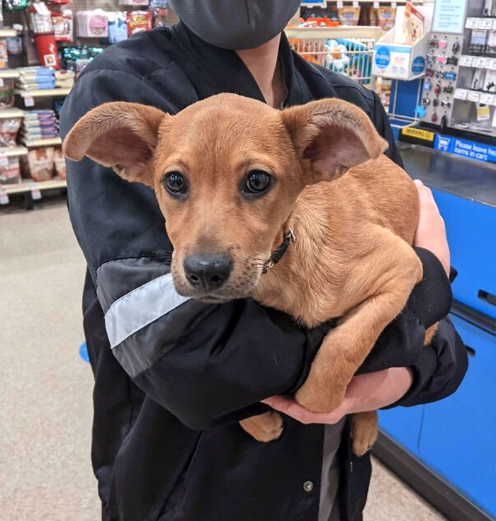 Salem Joined Our Family Yesterday. People Seem To Like Her Ears