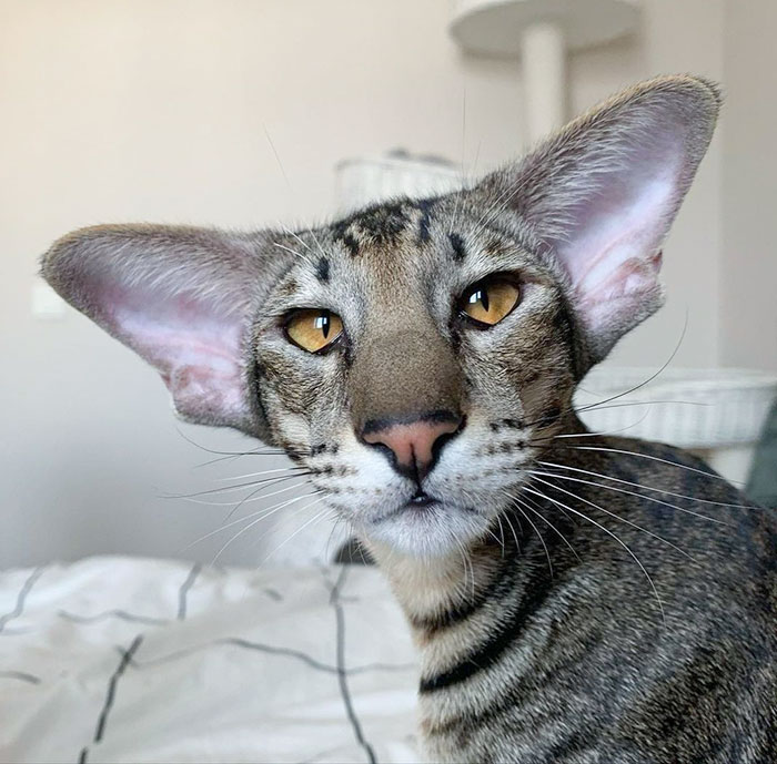 Mi Rex con sus grandes orejas