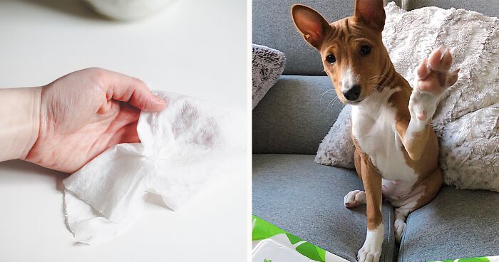 Is it Safe to Use Baby Wipes on Dogs? A Guide to Dog-Safe Wipes