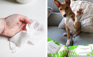 Is it Safe to Use Baby Wipes on Dogs? A Guide to Dog-Safe Wipes