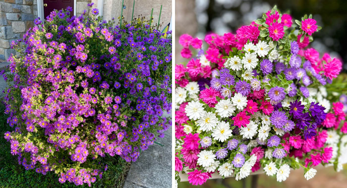 Aster Growth & Care: Everything You Should Know For A Starry Landscape