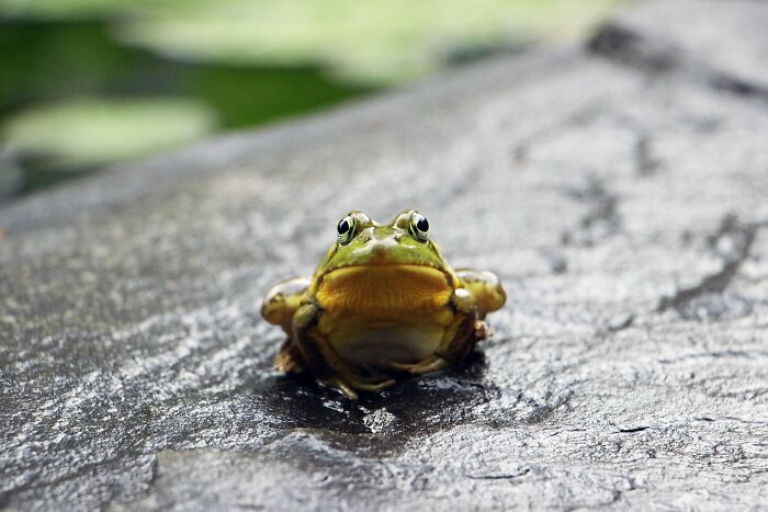 “Girl, Same”: Female Frogs Will Do Anything – Even Fake Death – To Avoid Males, Study Shows