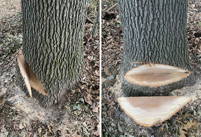 My Neighbor Began To Cut Down One Of My Trees Yesterday Before I Caught Him. Is It Possible For This Tree To Be Saved? Or Does It Need To Come Down?