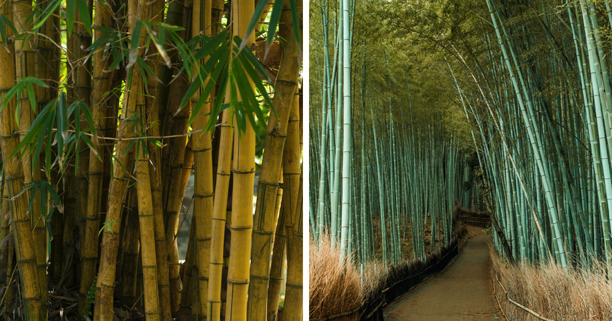 Compilation photo of a running and clumping bamboo