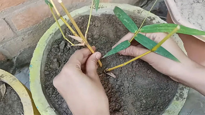 Photo of a person planting a bamboo
