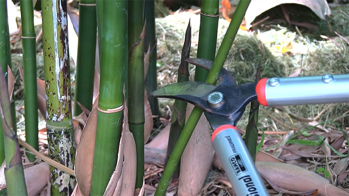 Photo of a person cutting the top of a bamboo