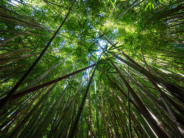 Photo of tall bamboos in the forest