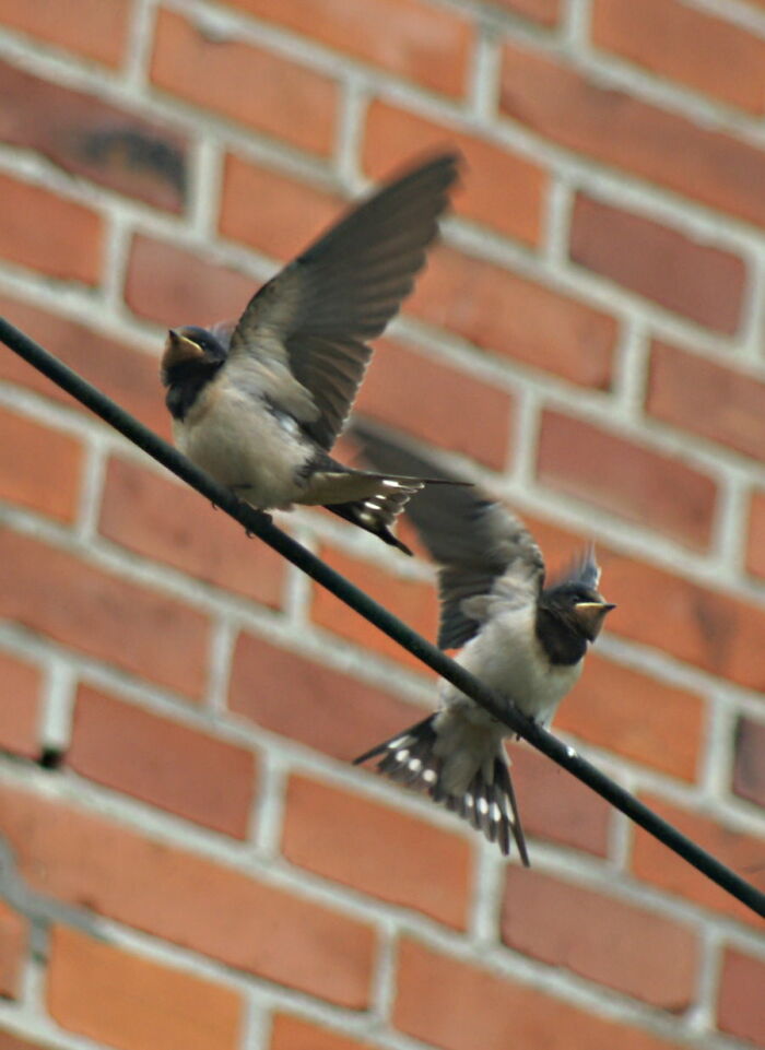 The Barn Swallows Are Leaving