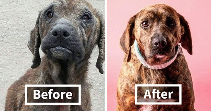 Guy Shares 22 Incredible Before & After Rescue Dog Transformations, Shows What Love Can Do (New Pics)