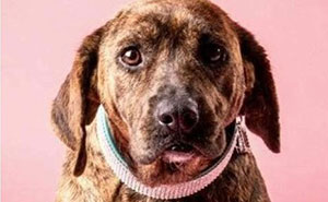 22 Heartwarming Comparisons Of Stray Dogs Before And After Being Rescued By This One Chilean Guy (New Pics)