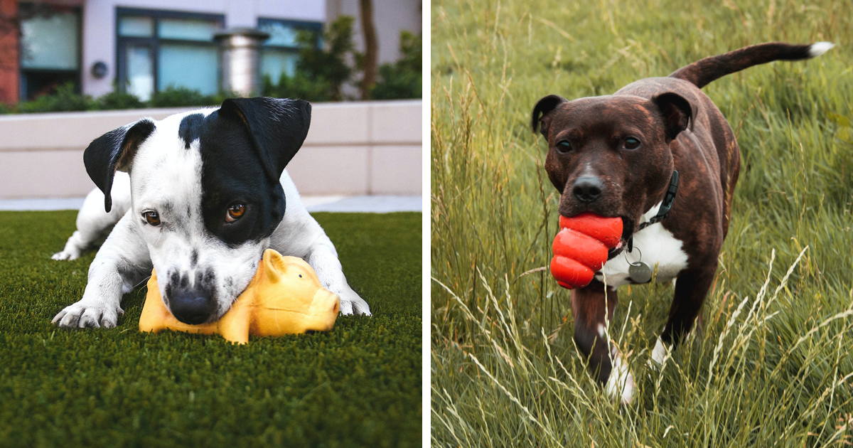 The 15 Best Dog Toys For Tough Chewers