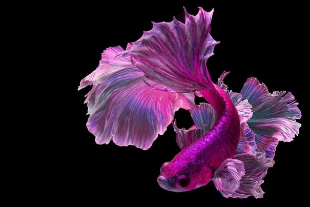 betta-not-652e73f0a7ee8.jpg