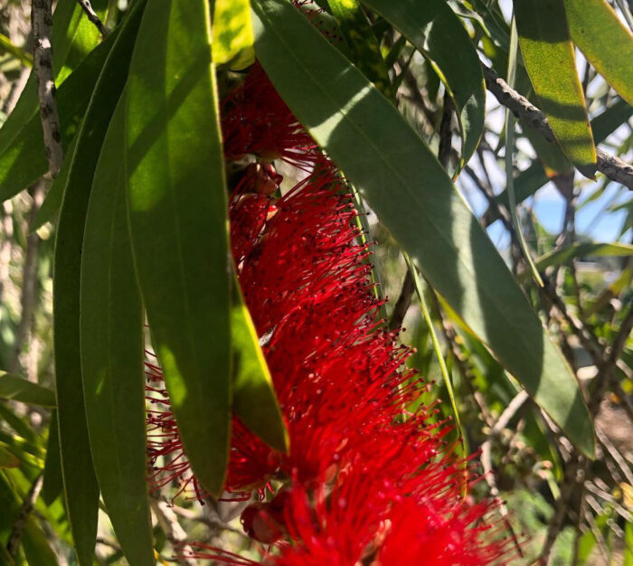 A close-up of a bottlebrush tree leaves and bloom