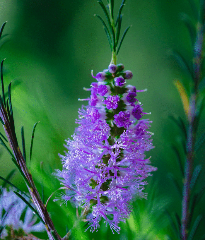 A close-up of a purple bottlebrush tree’s flower spike
