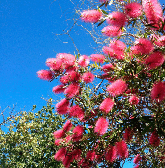 A bunch of bright pink bottlebrush tree blooms