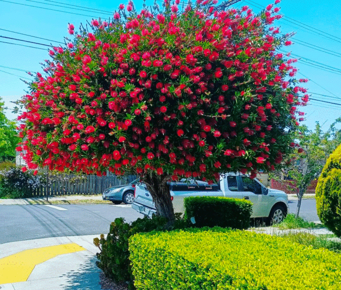 A large flowering bottlebrush tree near the road