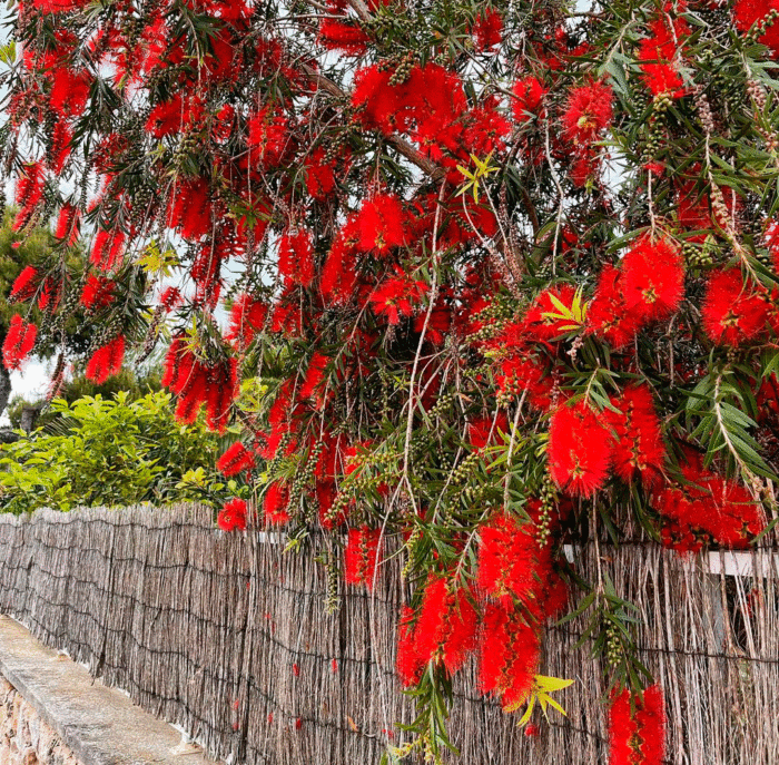 A red weeping bottlebrush tree hanging over a fence