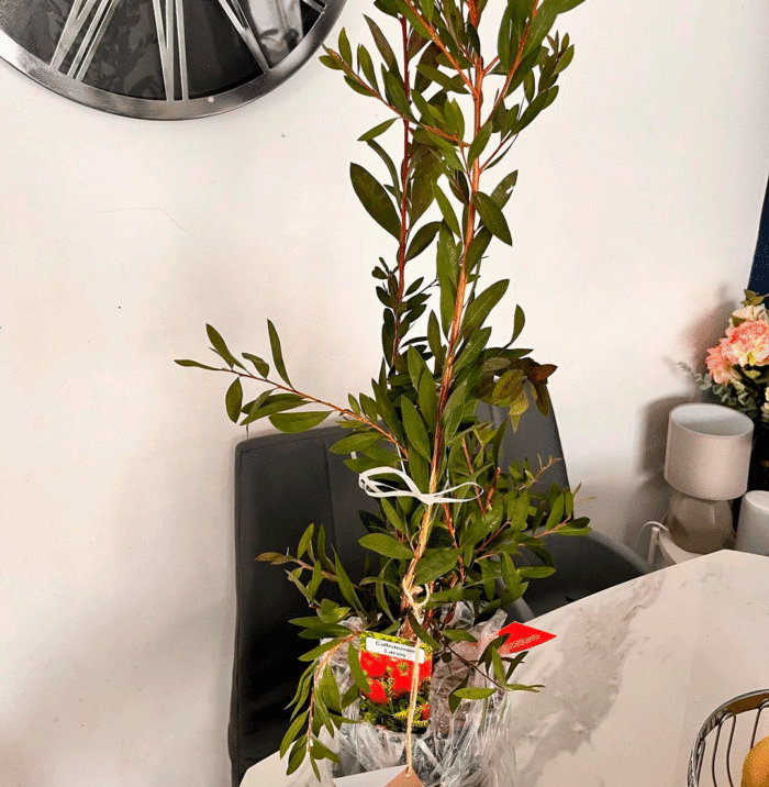 A small bottlebrush shrub indoors on a table near the wall