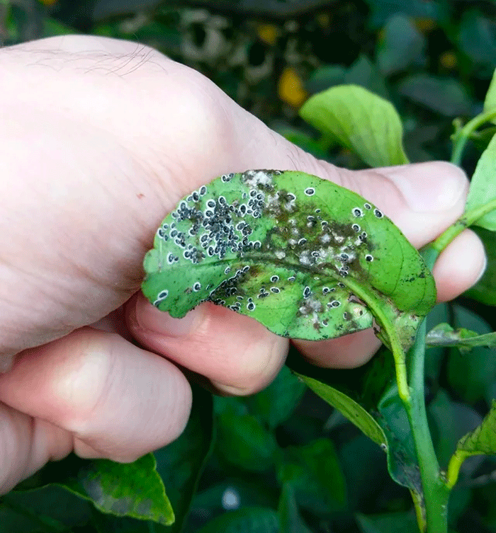 A cluster of armored scale insects on leaves