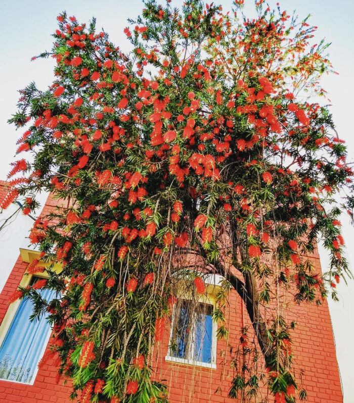 A large flowering bottlebrush tree near a red brick house