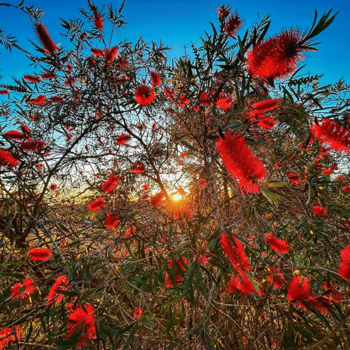 Bright red bottlebrush tree blooms in the sunlight