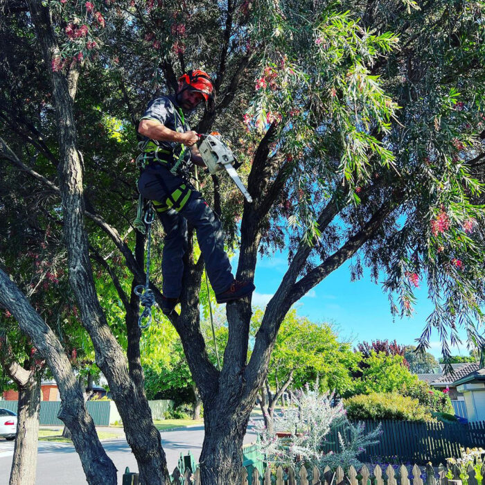 A man pruning a bottlebrush tree by cutting the branches