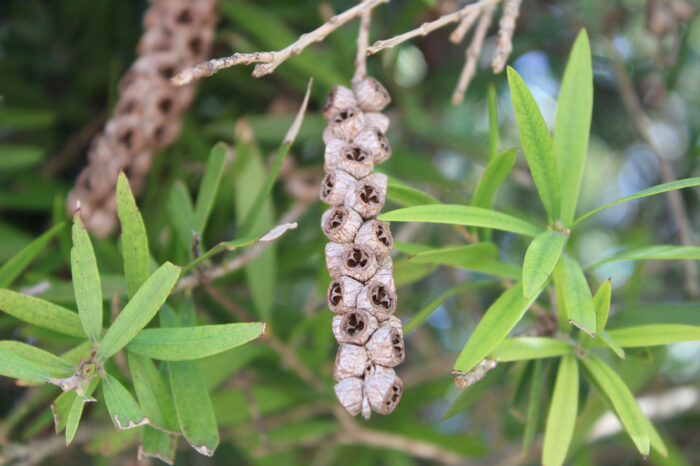 A close-up of bottlebrush tree seeds