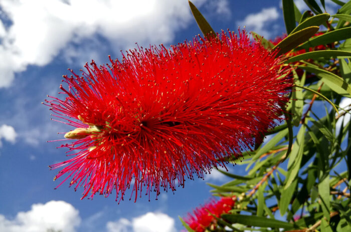 A close-up of a bright red bottlebrush tree flower spike against the sky 