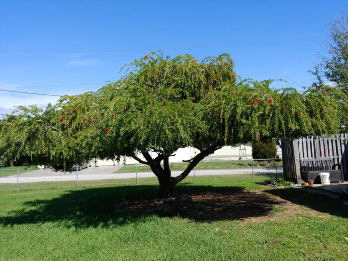 A large bottlebrush tree in a person’s yard