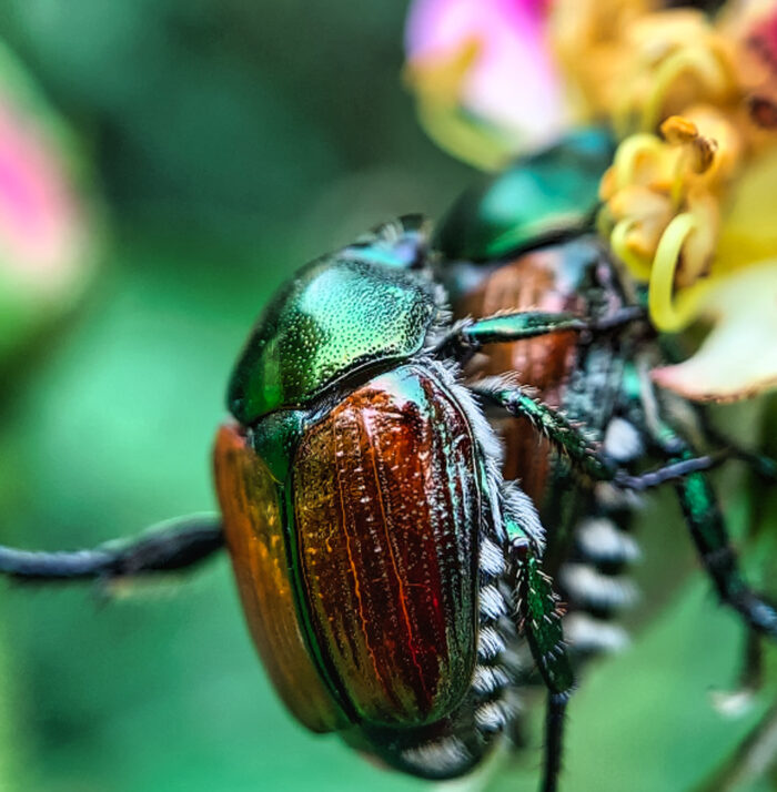 A close-up shot of Japanese beetles on a flower