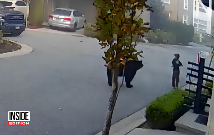 7-Year-Old Boy Goes Face-To-Face With A Bear, Gets Saved By A Brave Neighbor 7-Year-Old Boy Goes Face-To-Face With A Bear, Gets Saved By A Brave Neighbor