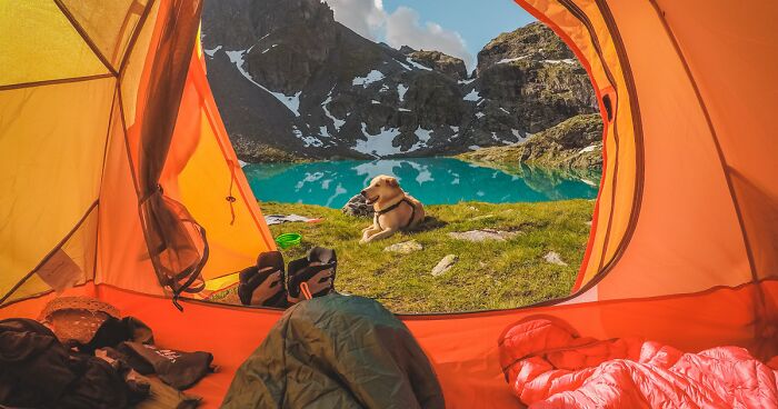 Camping with a Dog: Tips & Tricks for your Outdoor Adventure