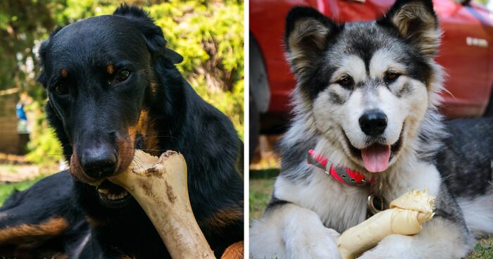 Can Dogs Eat Bones? Keep Your Pup Safe 