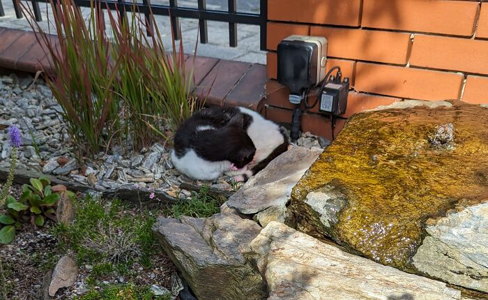 Neighbor's Cat Favorite Nap Spot Is Our Rockery, Next To Fountain. She Likes Sound Of Running Water?