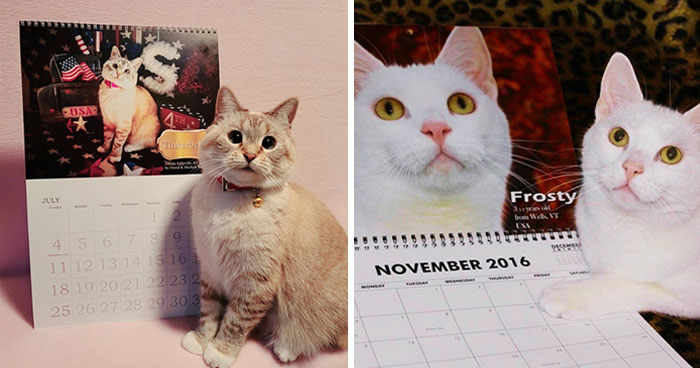30 Cats That Won A Spot In Our Yearly Calendar, Posing Next To Their Winning Photos