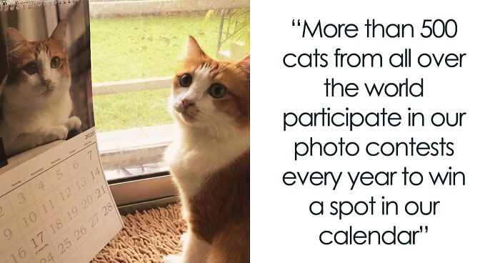 30 Cats That Won A Spot In Our Yearly Calendar, Posing Next To Their Winning Photos