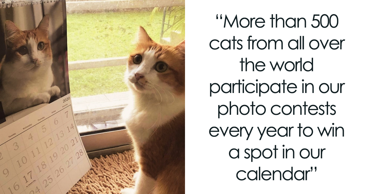 30 Cats That Won A Spot In Our Yearly Calendar, Posing Next To Their