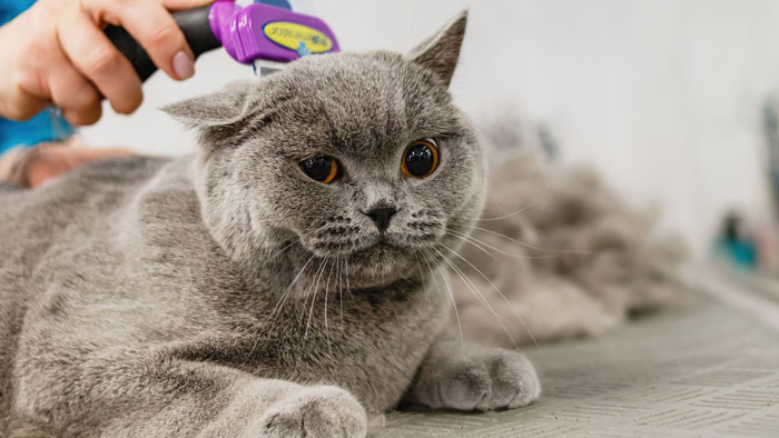person brushing grey cat 