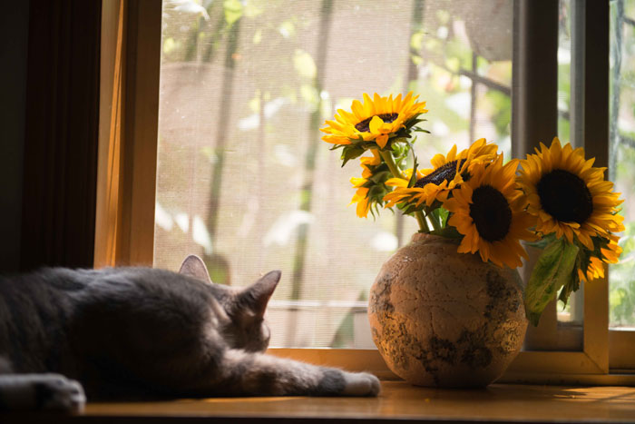 cat lying on windowsill