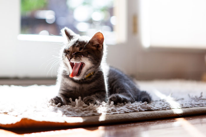 cat yawing 