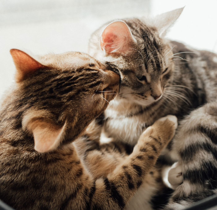 cat licking another cat 