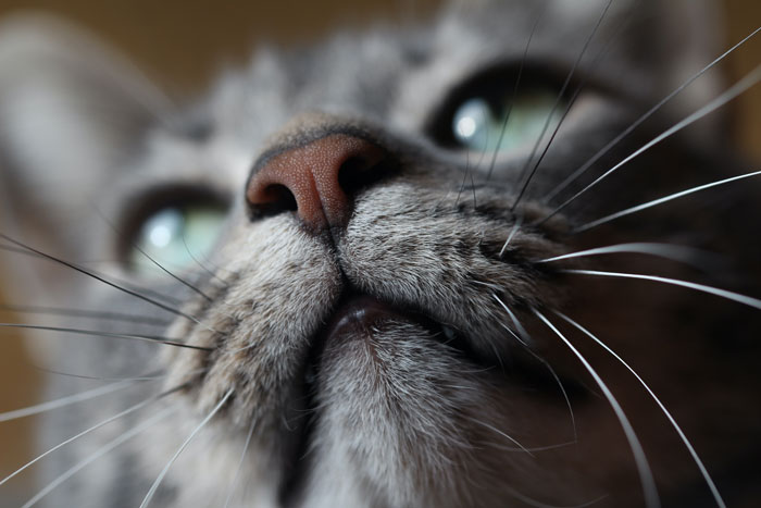 grey cat with green eyes 