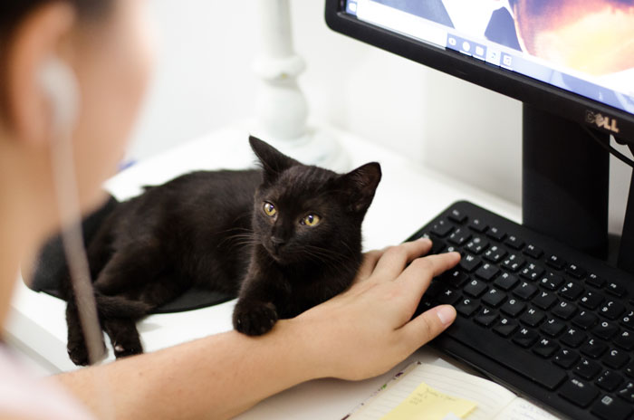 black cat lying next to a keyboard 