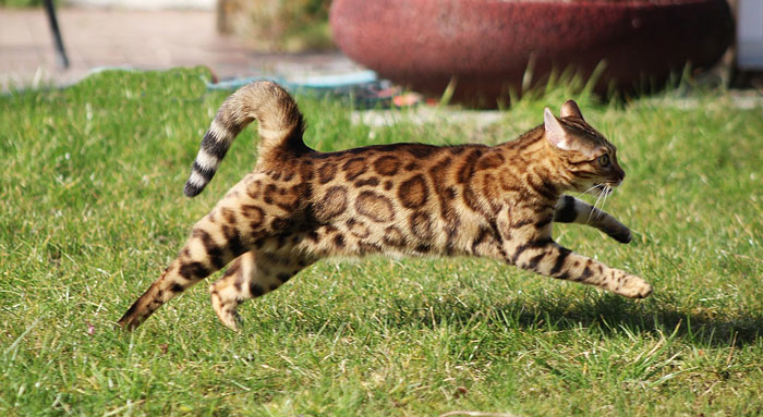 bengal cat running 