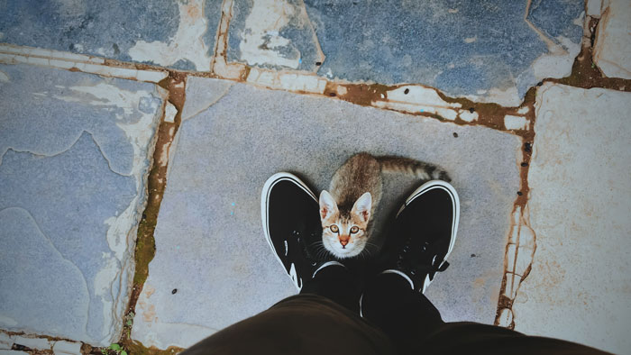 cat looking at the person 