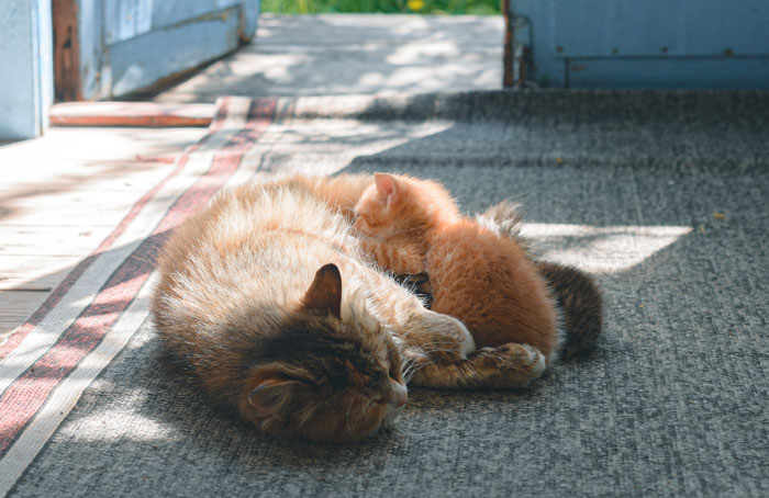 cat and kitten taking a nap 